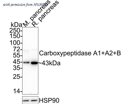 HUABIO HA722393 image 1