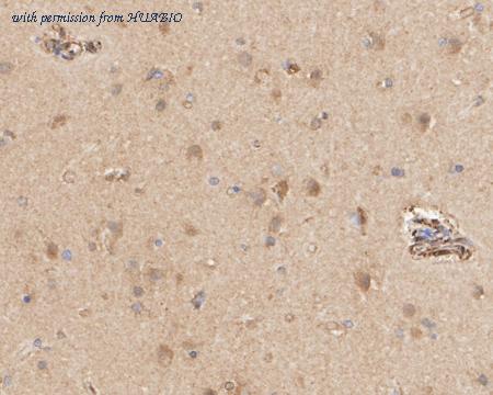 HUABIO HA722397 image 2