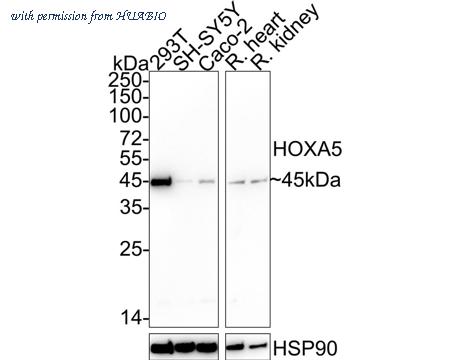 HUABIO HA722398 image 1