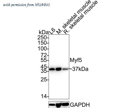 HUABIO HA722400 image 1