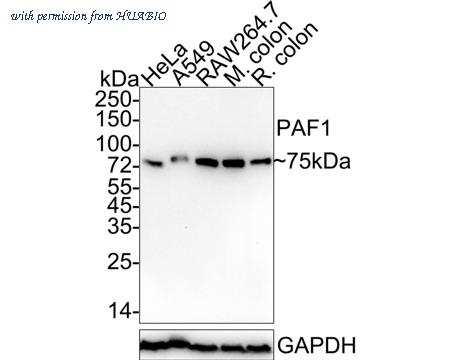 HUABIO HA722401 image 1