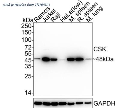 HUABIO HA722403 image 1