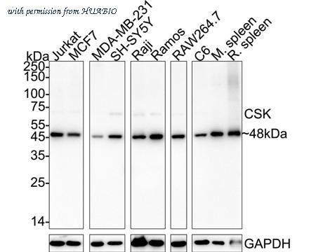 HUABIO HA722403 image 2
