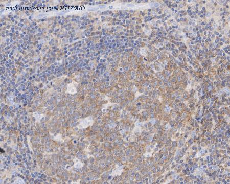 HUABIO HA722403 image 3