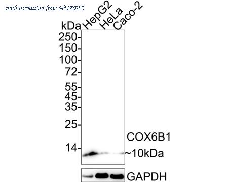 HUABIO HA722407 image 1
