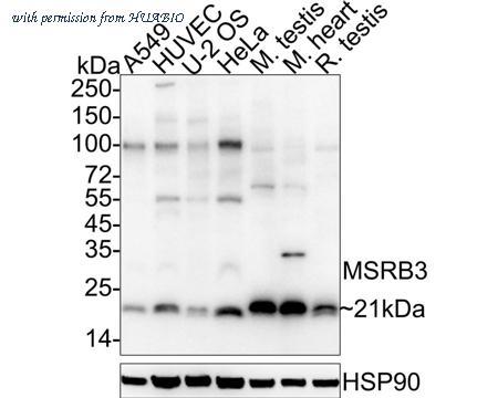 HUABIO HA722410 image 1