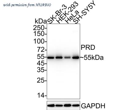 HUABIO HA722411 image 1