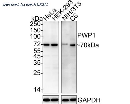 HUABIO HA722412 image 1