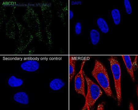 HUABIO HA722413 image 2