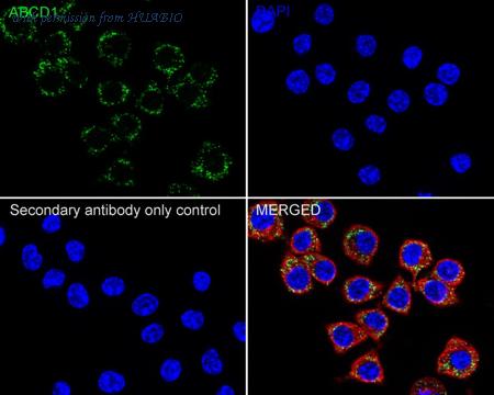 HUABIO HA722413 image 3