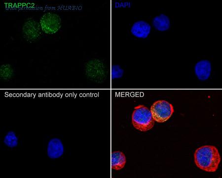 HUABIO HA722414 image 2