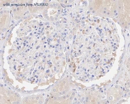 HUABIO HA722414 image 3