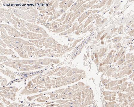 HUABIO HA722419 image 2