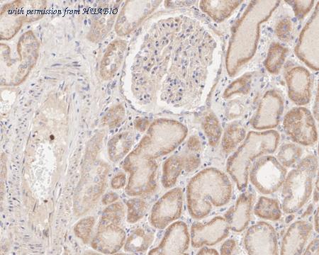 HUABIO HA722419 image 3