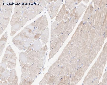 HUABIO HA722420 image 3