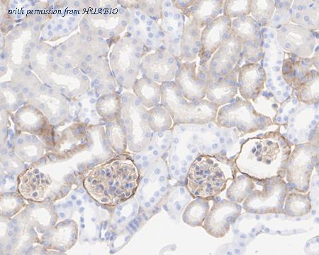 HUABIO HA722425 image 3