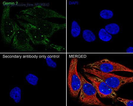 HUABIO HA722428 image 2