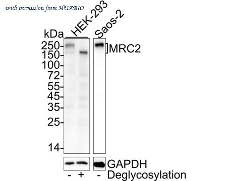 HUABIO HA722429 image 1
