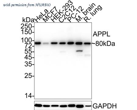 HUABIO HA722430 image 1