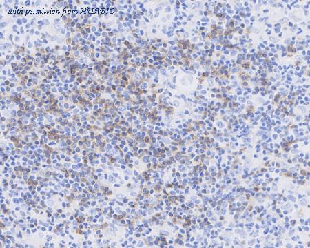 HUABIO HA722433 image 3