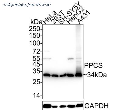 HUABIO HA722435 image 1