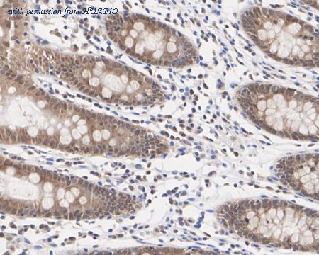 HUABIO HA722435 image 2