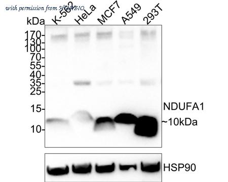 HUABIO HA722436 image 1