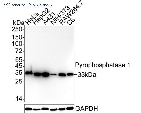 HUABIO HA722437 image 1