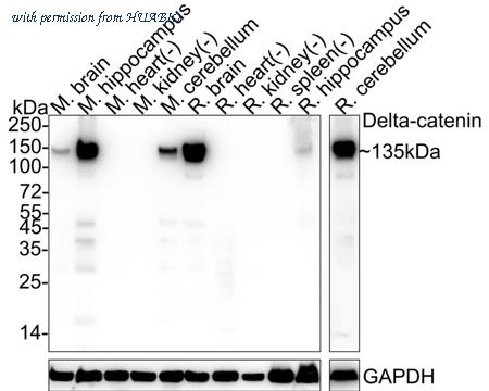 HUABIO HA722438 image 1