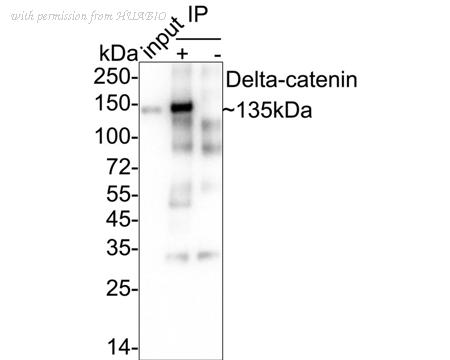 HUABIO HA722438 image 2