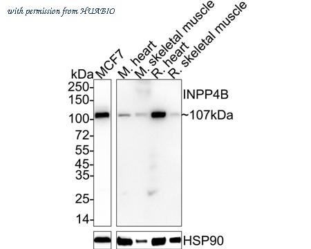 HUABIO HA722445 image 1