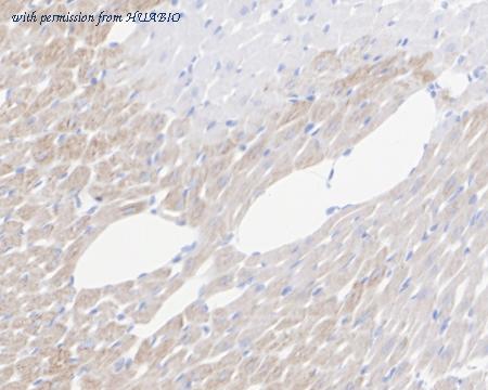 HUABIO HA722445 image 2