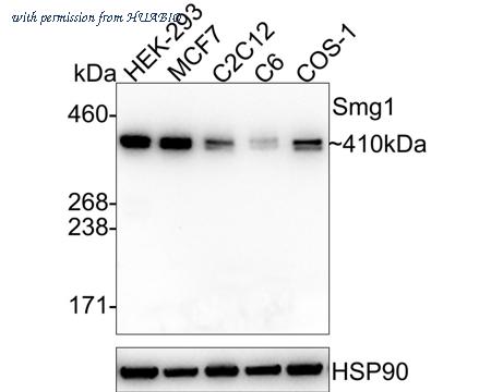 HUABIO HA722452 image 1