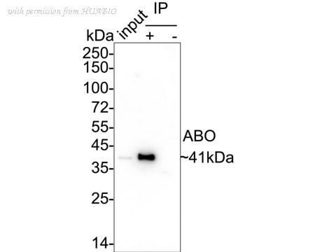 HUABIO HA722455 image 2