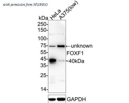 HUABIO HA722456 image 1