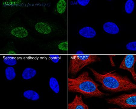 HUABIO HA722456 image 2