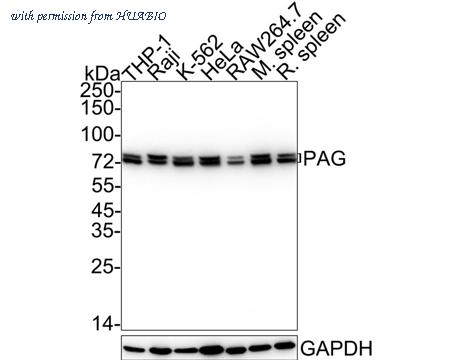 HUABIO HA722457 image 1