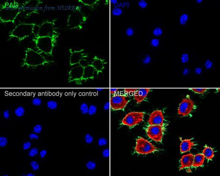 HUABIO HA722457 image 3