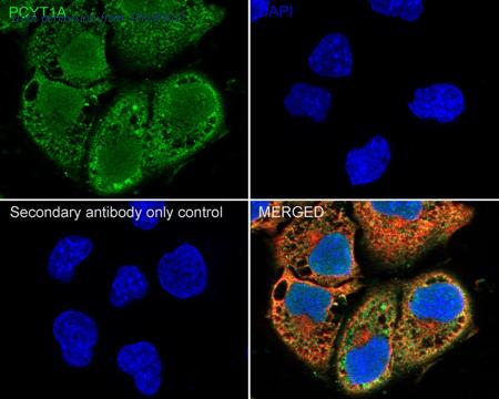 HUABIO HA722459 image 3