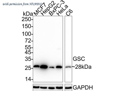 HUABIO HA722460 image 1