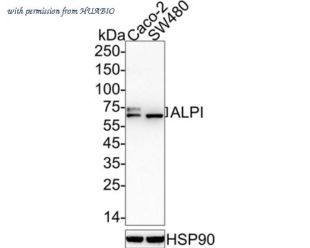 HUABIO HA722461 image 1