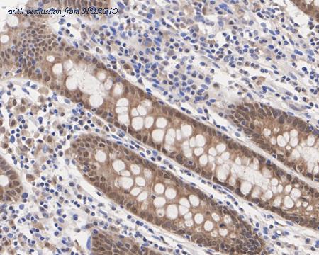 HUABIO HA722464 image 2