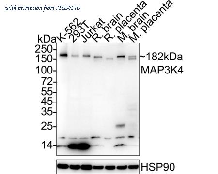 HUABIO HA722466 image 1