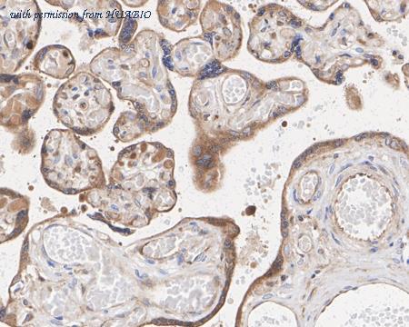 HUABIO HA722466 image 2