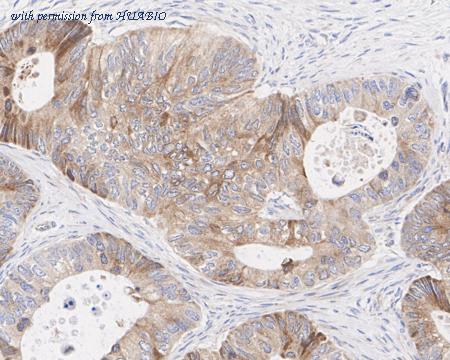 HUABIO HA722466 image 3