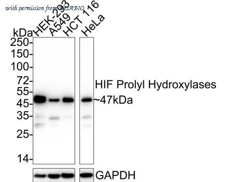 HUABIO HA722468 image 1