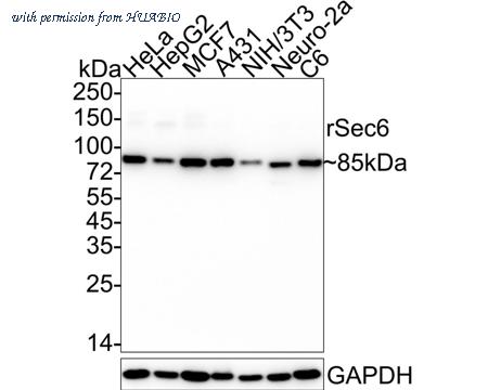 HUABIO HA722470 image 1