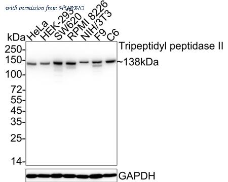 HUABIO HA722476 image 1