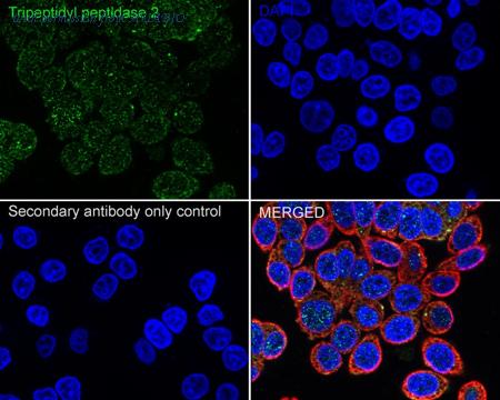 HUABIO HA722476 image 2