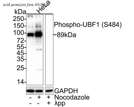 HUABIO HA722477 image 1